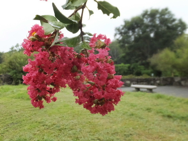 8月31日馬見丘陵公園 2019-08-31 089.JPG