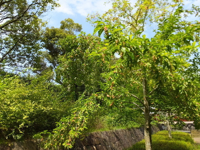 8月31日馬見丘陵公園 2019-08-31 128.JPG