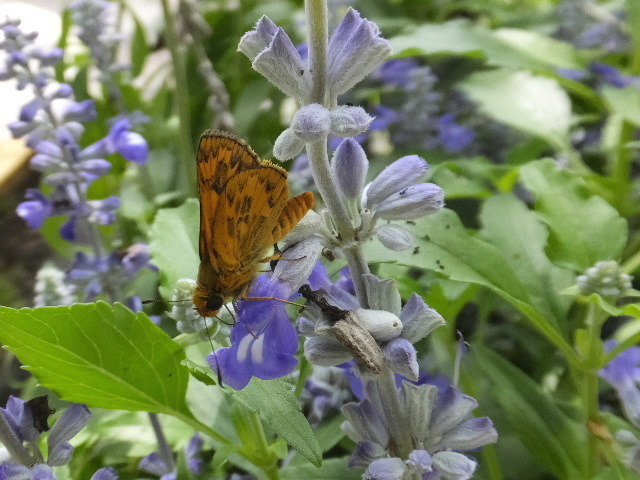 ８月３１日馬見丘陵公園 2019-08-31 126.JPG