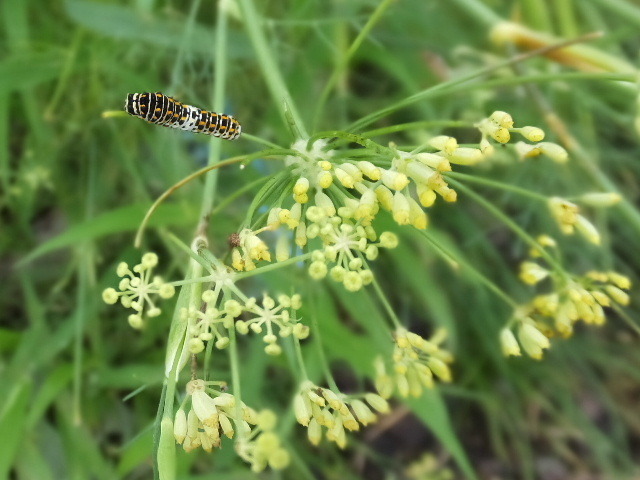 ８月３１日馬見丘陵公園 2019-08-31 045.JPG