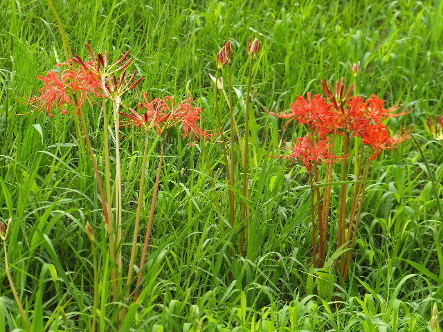 ８月３１日馬見丘陵公園 2019-08-31 101.JPG