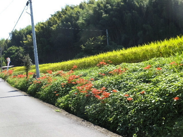 9月26日高取 2019-09-26 076.JPG