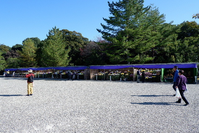 2019_1123神宮桜0063.JPG