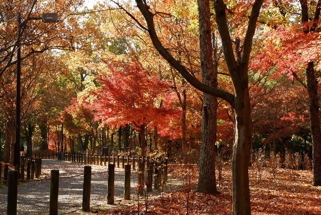 2019_120112月1日馬見丘陵公0005.JPG