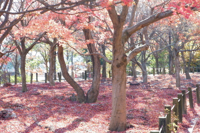 2019_120112月1日馬見丘陵公0011.JPG