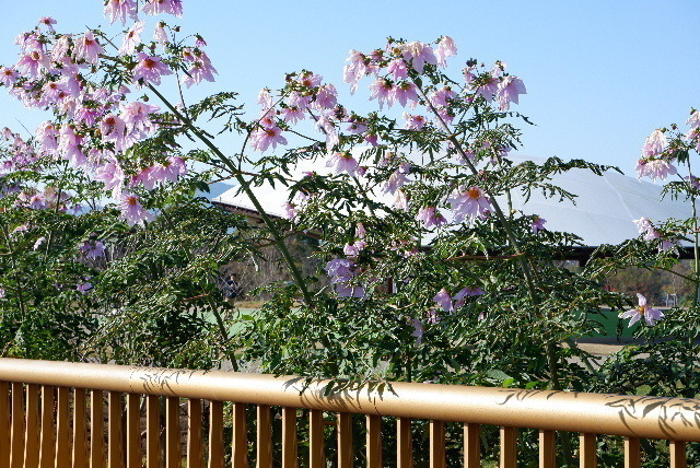 2019_120112月1日馬見丘陵公0016.JPG