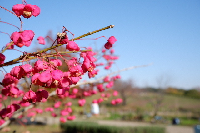 2019_120112月1日馬見丘陵公0023.JPG