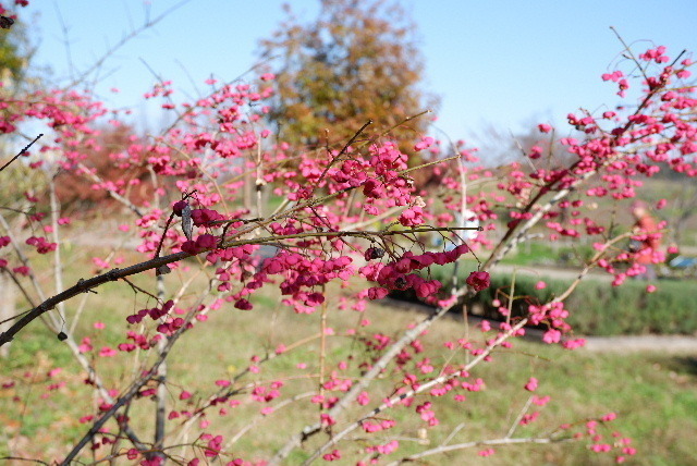 2019_120112月1日馬見丘陵公0026.JPG