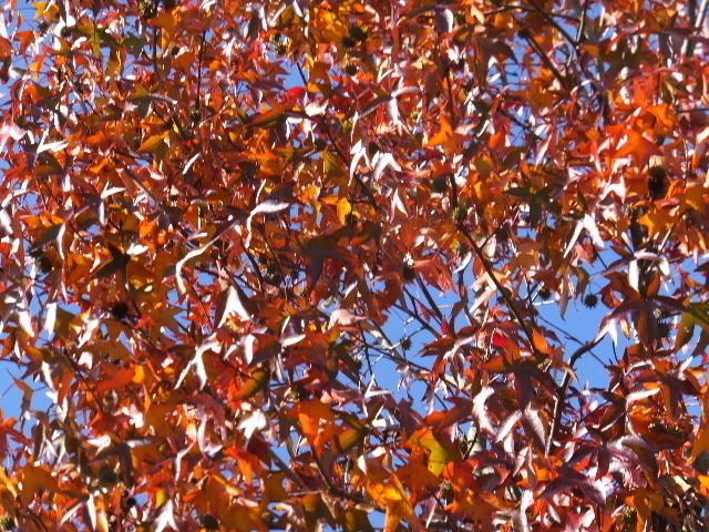 １１月２１日馬見公園 2017-11-21 048.JPG