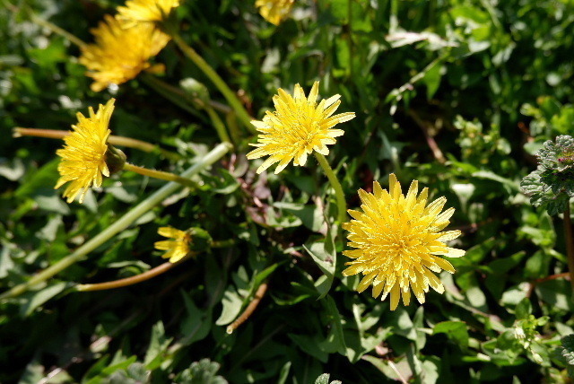 DSCF5584.JPG