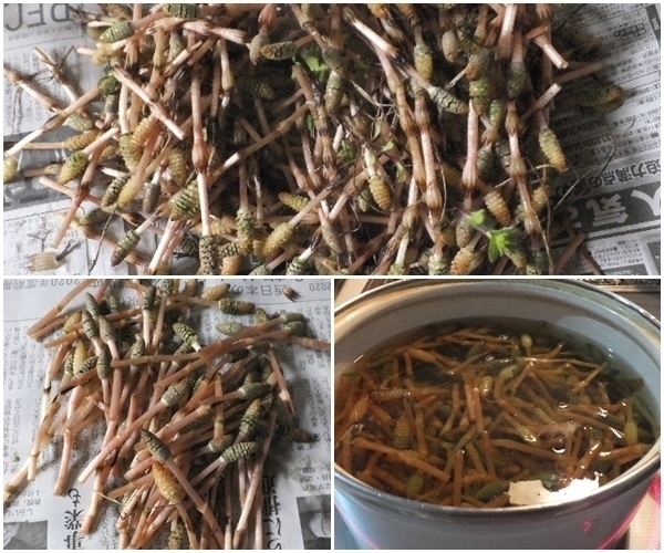 土筆1.jpg