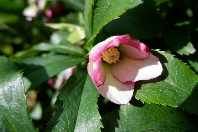 DSCF5788.JPG