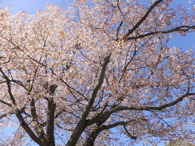3月21日奈良東大寺 2020-03-21 068.JPG
