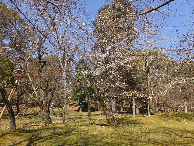 ３月２１日奈良東大寺 2020-03-21 076.JPG