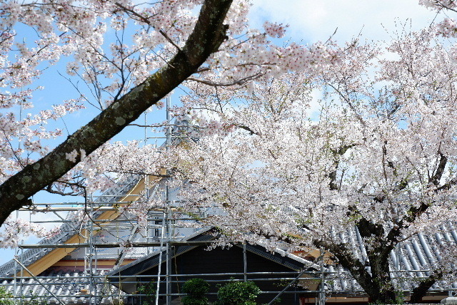 2020_04054月5日20006.JPG