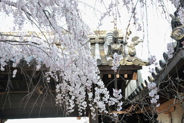 ND6_5745 600専称寺枝垂れ-2.jpg