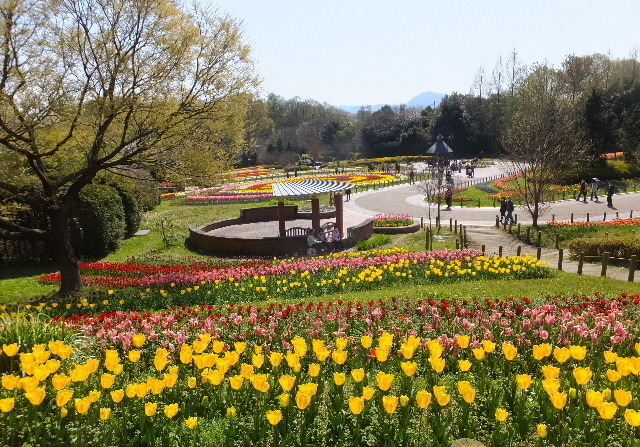 ４月７日馬見丘陵公園チューリップ 2020-04-07 052.JPG