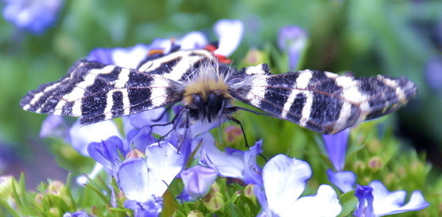 _ND66997 700ギフ蝶 花蜜食事中.jpg