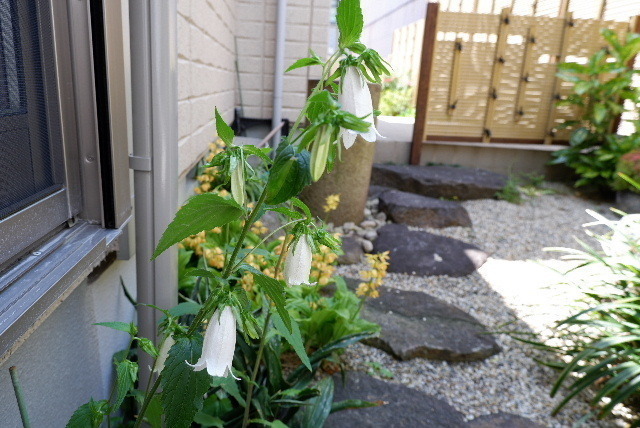 2020_05085月9日0037.JPG