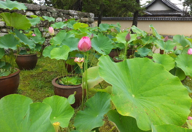 7月7日西大寺蓮 040.JPG