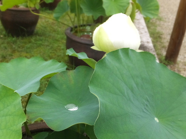 7月7日西大寺蓮 046.JPG