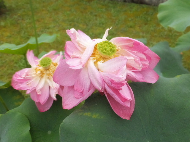 7月7日西大寺蓮 062.JPG