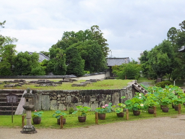 7月7日西大寺蓮 101.JPG