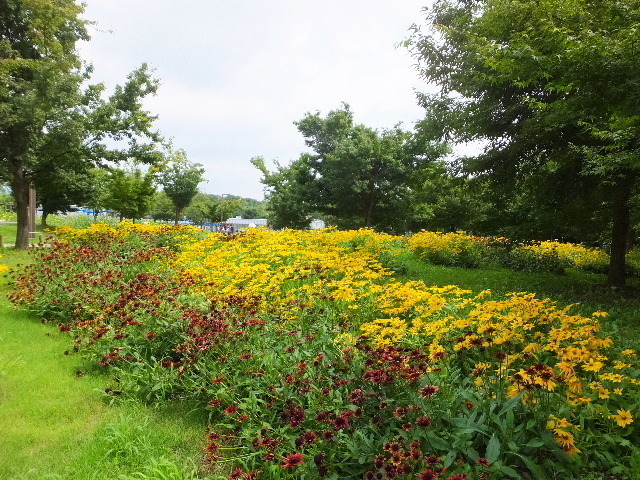 7月29日馬見丘陵公園 014.JPG