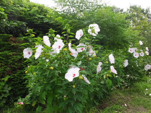 7月29日馬見丘陵公園 030.JPG