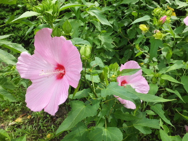 7月29日馬見丘陵公園 040.JPG