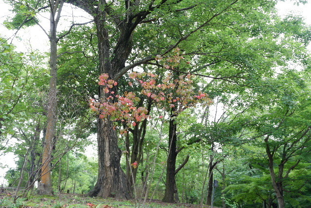 2020_07292020年7月29日馬見丘0007.JPG