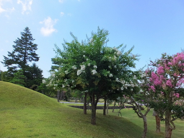 百日紅奈良公園 002.JPG