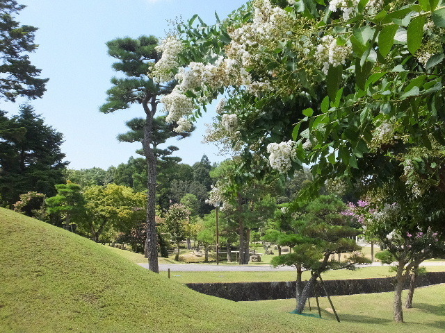 百日紅奈良公園 012.JPG