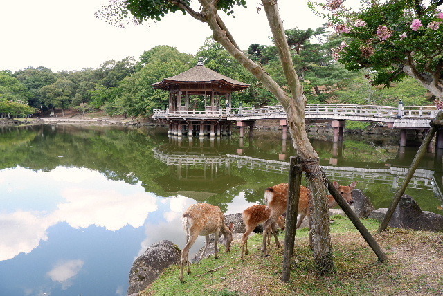 2020_08262020年8月26日奈良公0097.JPG