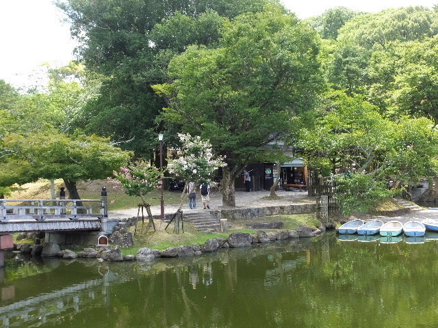 百日紅奈良公園 039.JPG