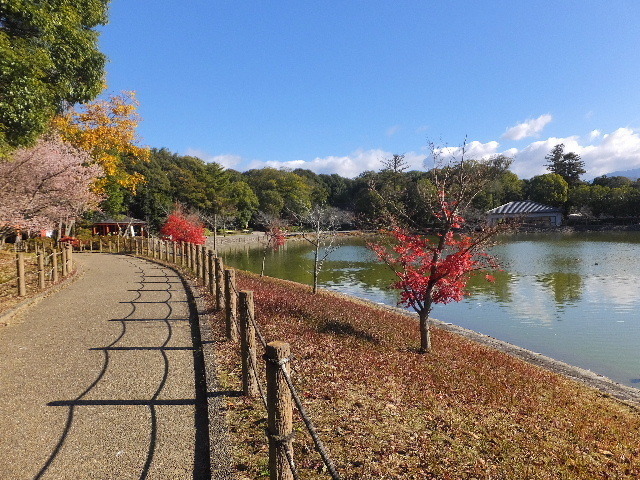 12月4日橿原神宮冬桜 001.JPG