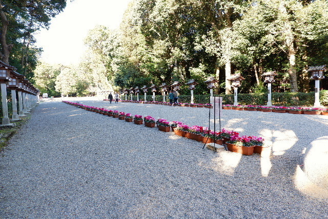 2020_12042020年12月4日橿原神0009.JPG