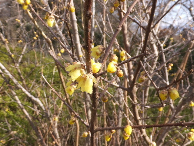 1月18日馬見公園 038.JPG
