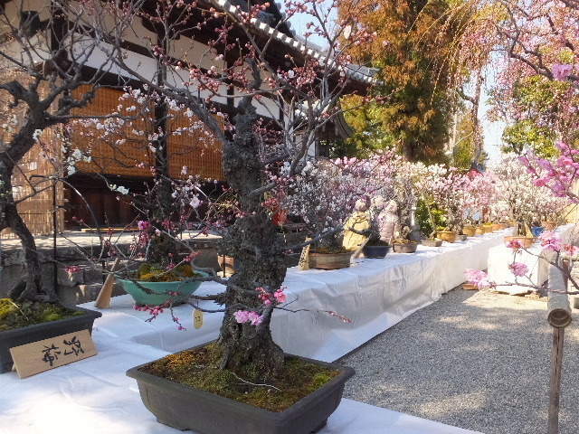 盆梅菅原神社 031.JPG