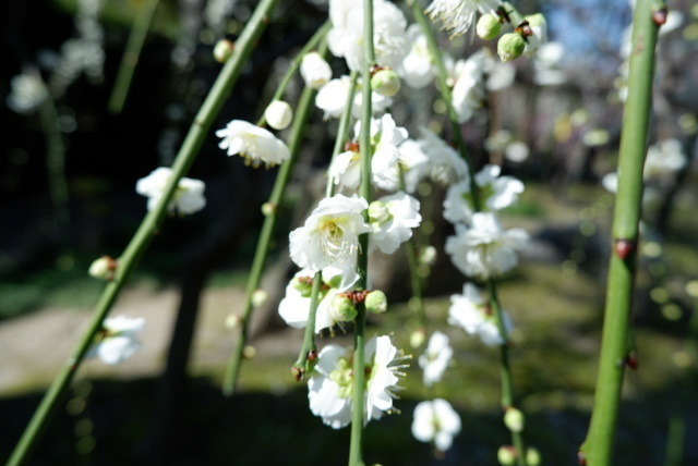 2021_02222012年２月２1日城南0048.JPG