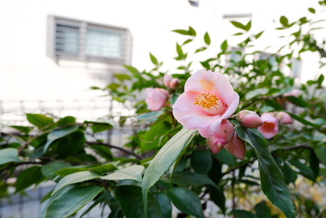 極小椿「ロゼフローラ」 * 雄蕊の花弁化した真っ赤な椿 ＊ 春を知らせる黄色の庭花: こころはコロコロ日録