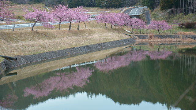 ND6_3297　800カワズ桜-2.jpg