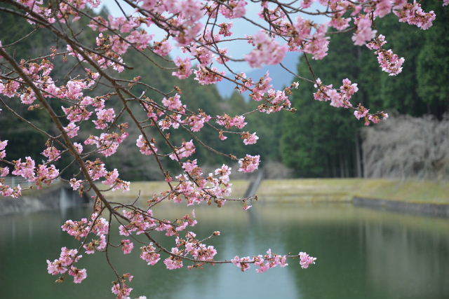 ND6_3381 800カワズ桜-1.jpg