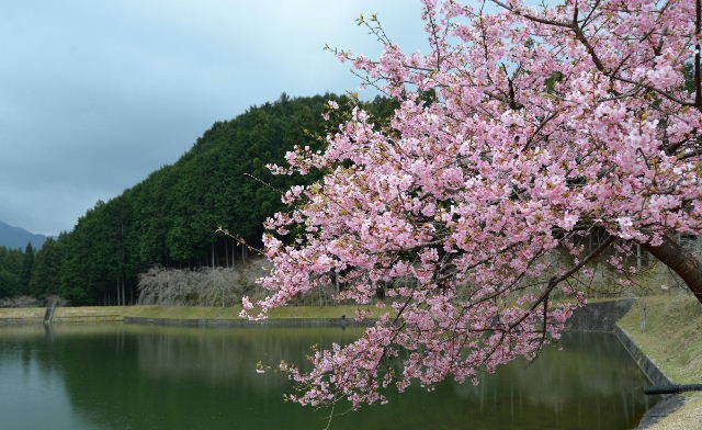 ND6_3383　1200カワズ桜-3.jpg