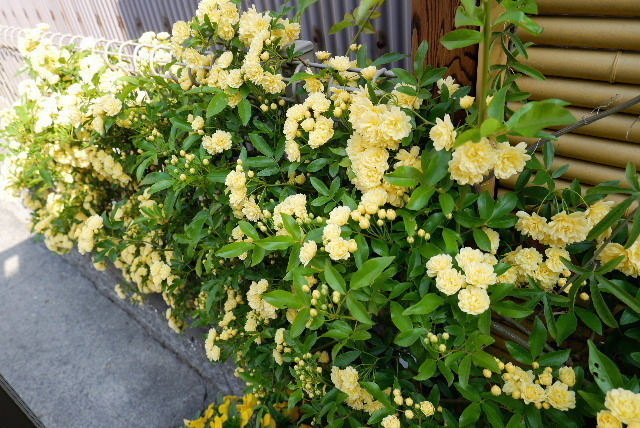 2021_0409４月９日モッコウバラ0005.JPG
