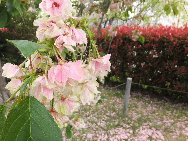 ４月１６日長福寺桜 053.JPG