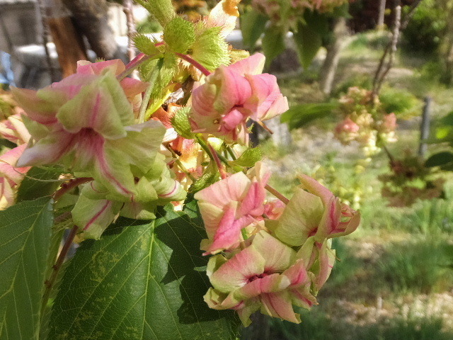 ４月１６日長福寺桜 129.JPG
