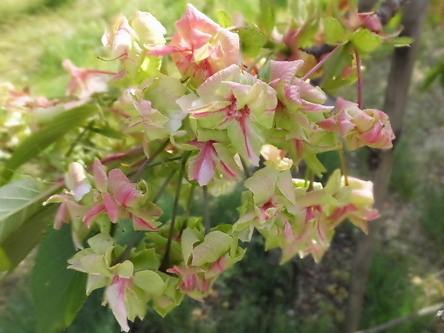 ４月１６日長福寺桜 140.JPG