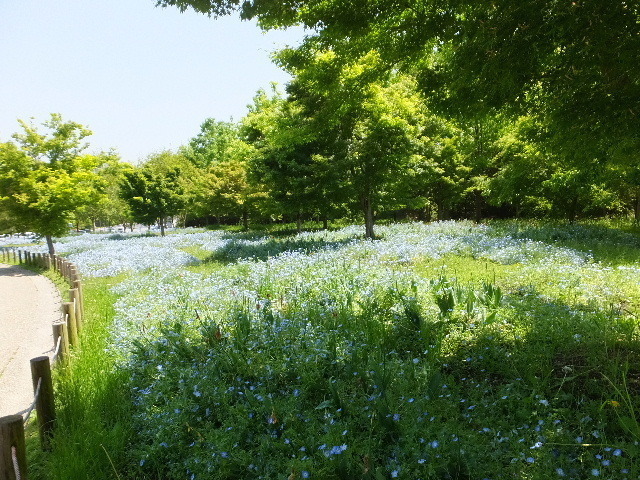 ４月３０日馬見公園ナンジャモンジャ 074.JPG