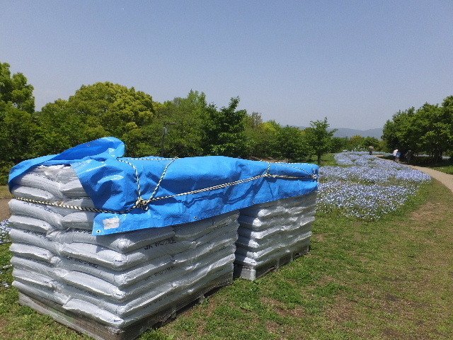 ４月３０日馬見公園ナンジャモンジャ 080.JPG